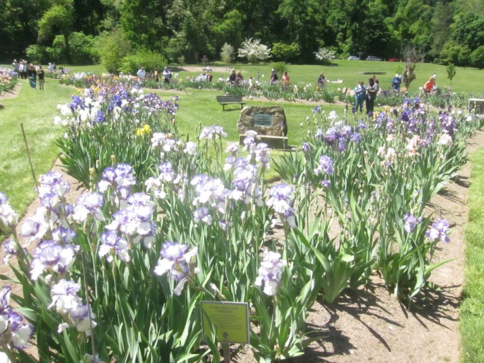 Pres Gardens Irises