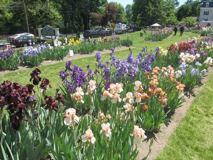 Irises at Presby Gardens, Upper Montclair, NJ