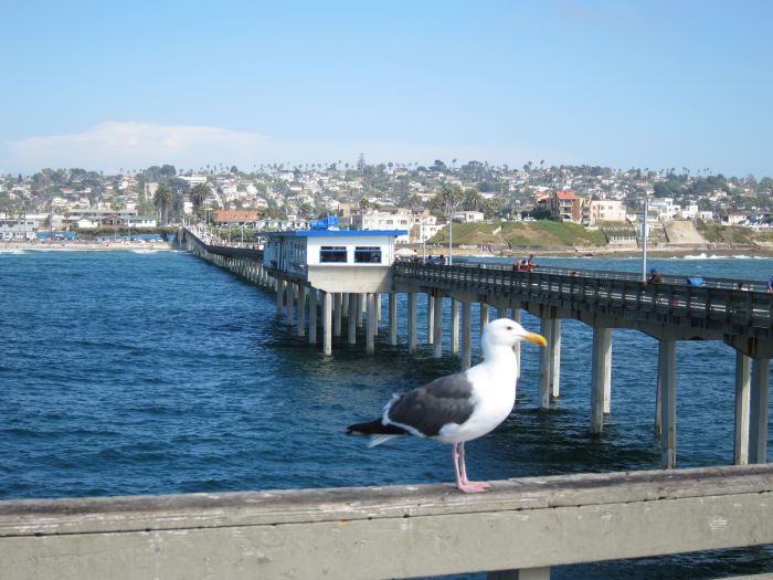 Seagull on OB Pier SD